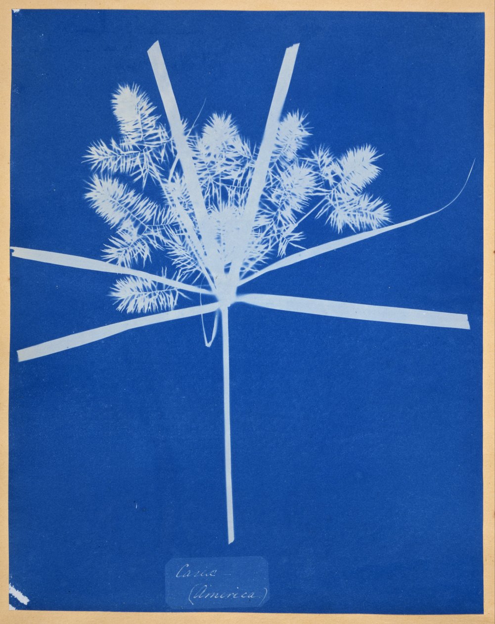 加勒比（美国） 作者 安娜·阿特金斯（Anna Atkins）