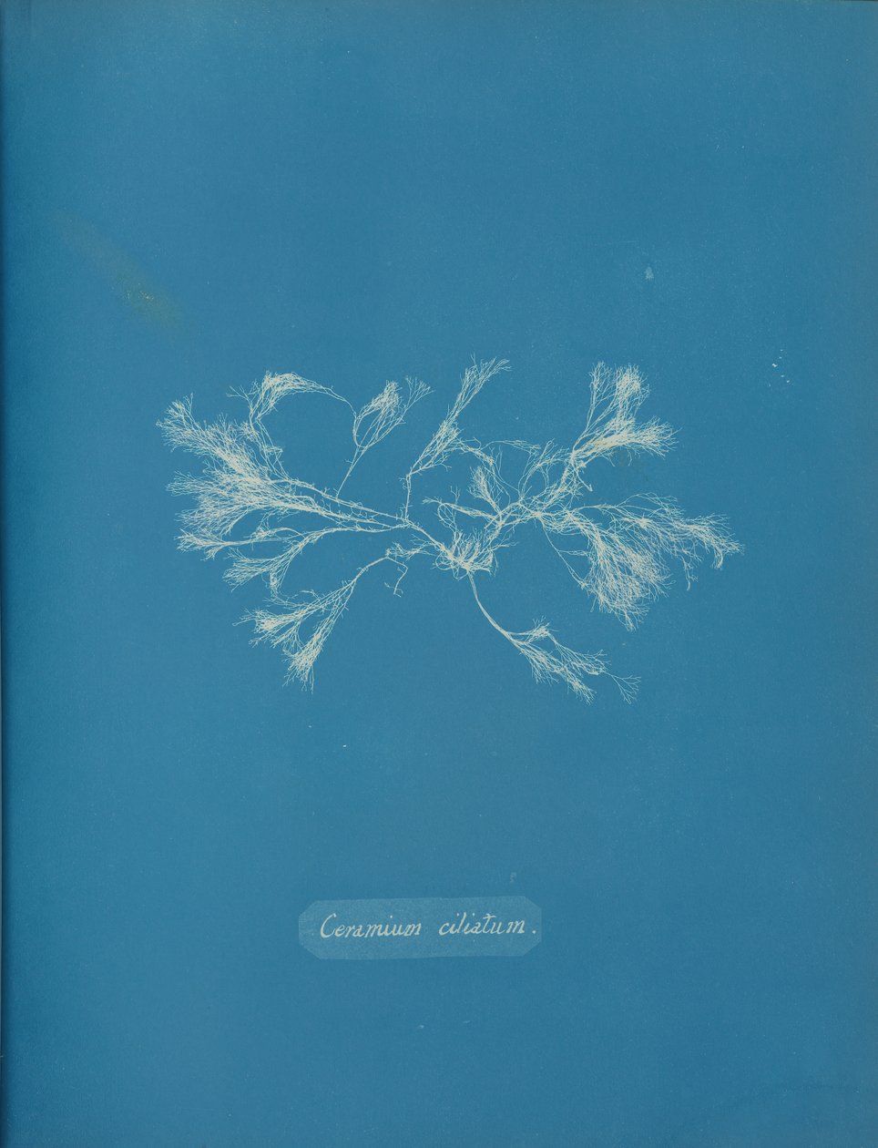 Ceramium ciliatum, ca. 1853. 作者 安娜·阿特金斯（Anna Atkins）