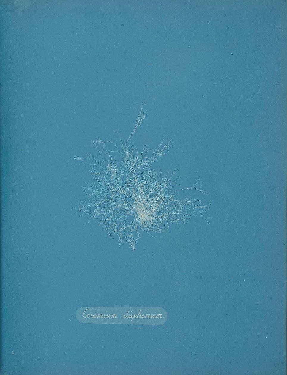 Ceramium diaphanum, ca. 1853. 作者 安娜·阿特金斯（Anna Atkins）