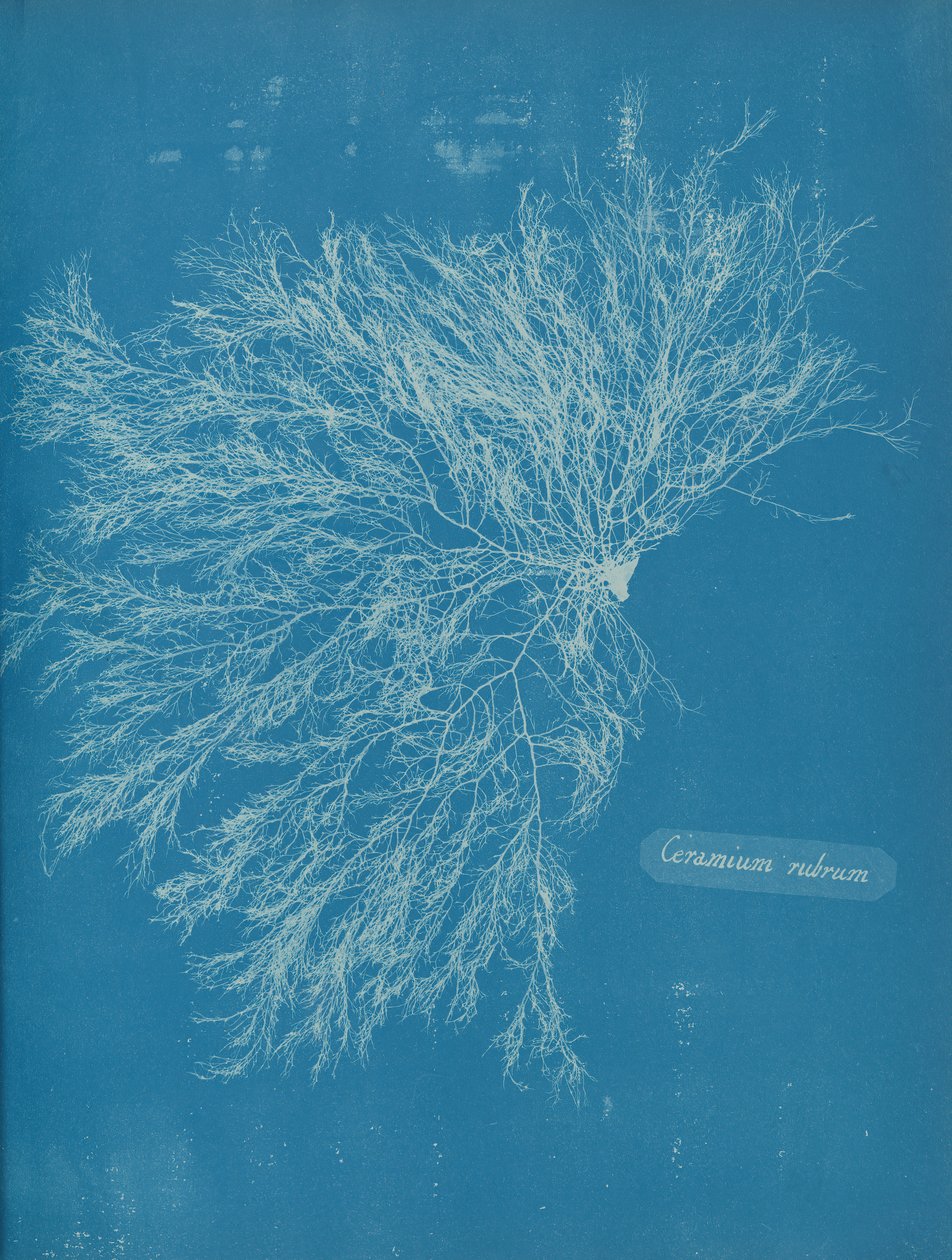 Ceramium rubrum, 约1853年。 作者 安娜·阿特金斯（Anna Atkins）