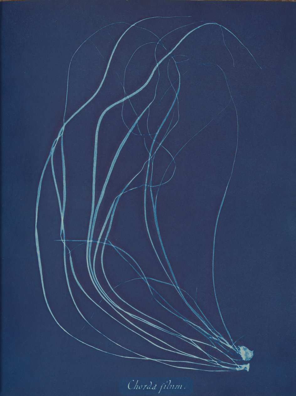 Chorda filum, 约1853年。 作者 安娜·阿特金斯（Anna Atkins）