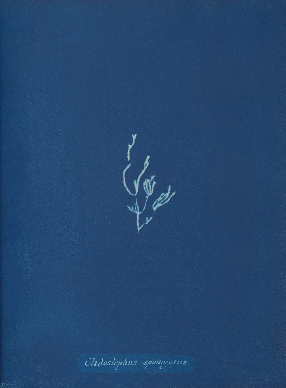 Cladostephus spongiosus，约1853年。 作者 安娜·阿特金斯（Anna Atkins）