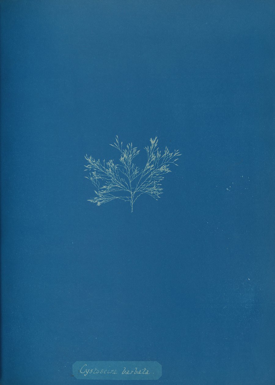 Cystoseira barbata, ca. 1853. 作者 安娜·阿特金斯（Anna Atkins）