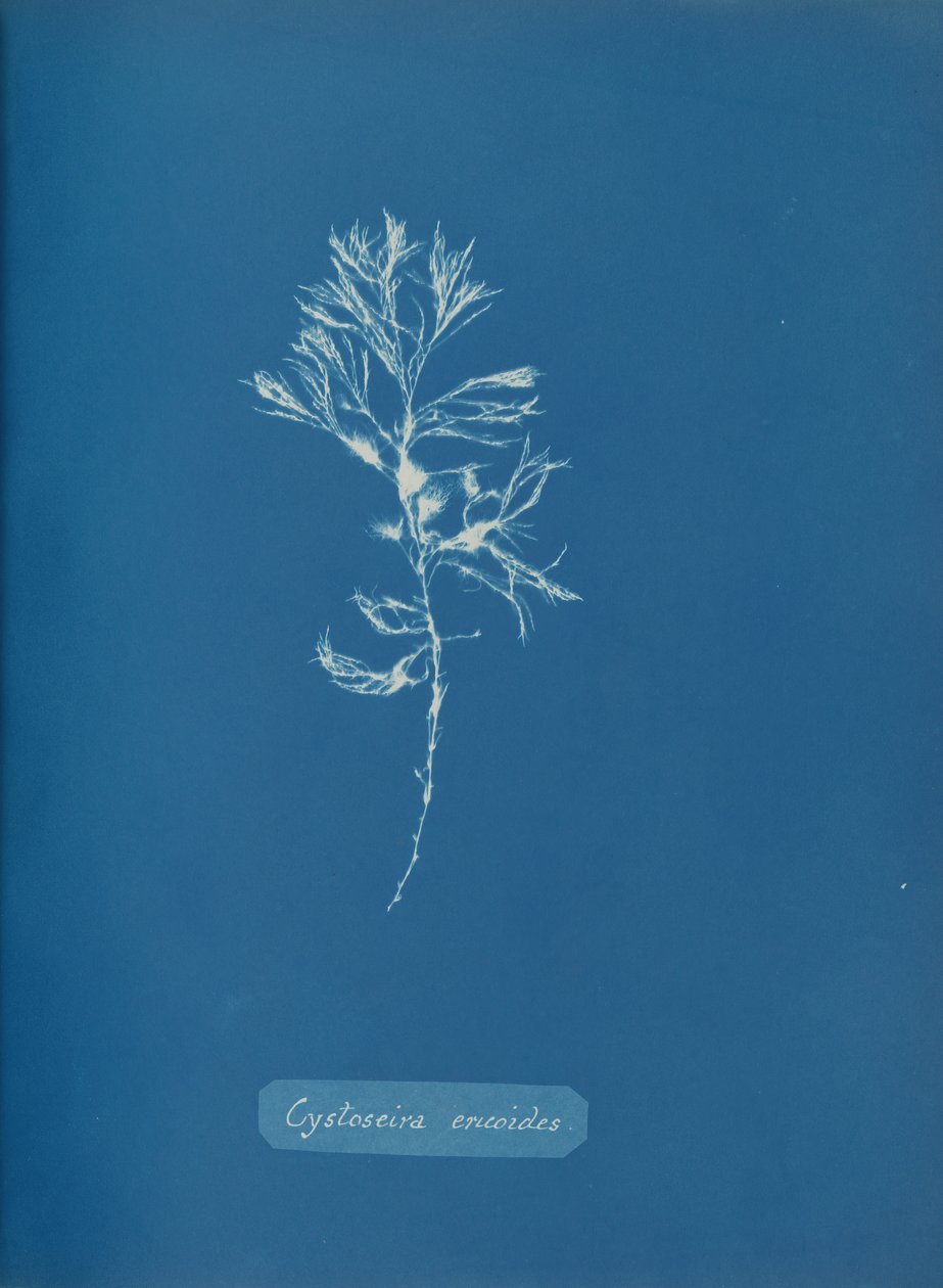 Cystoseira ericoides, ca. 1853. 作者 安娜·阿特金斯（Anna Atkins）