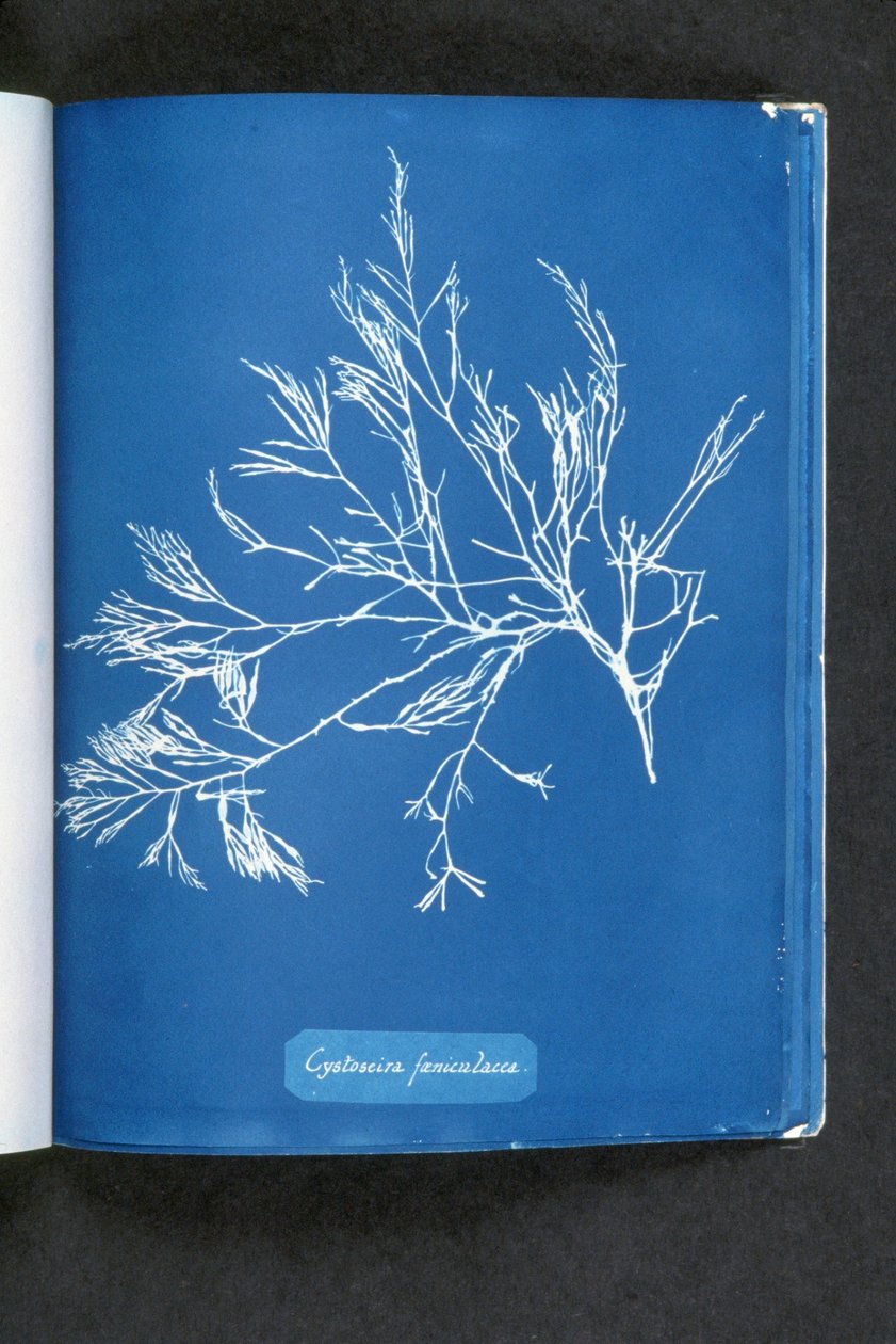 Cystoseira foeniculacea，摘自“英国藻类照片：蓝型印象”，出版于1843-53年 作者 安娜·阿特金斯（Anna Atkins）