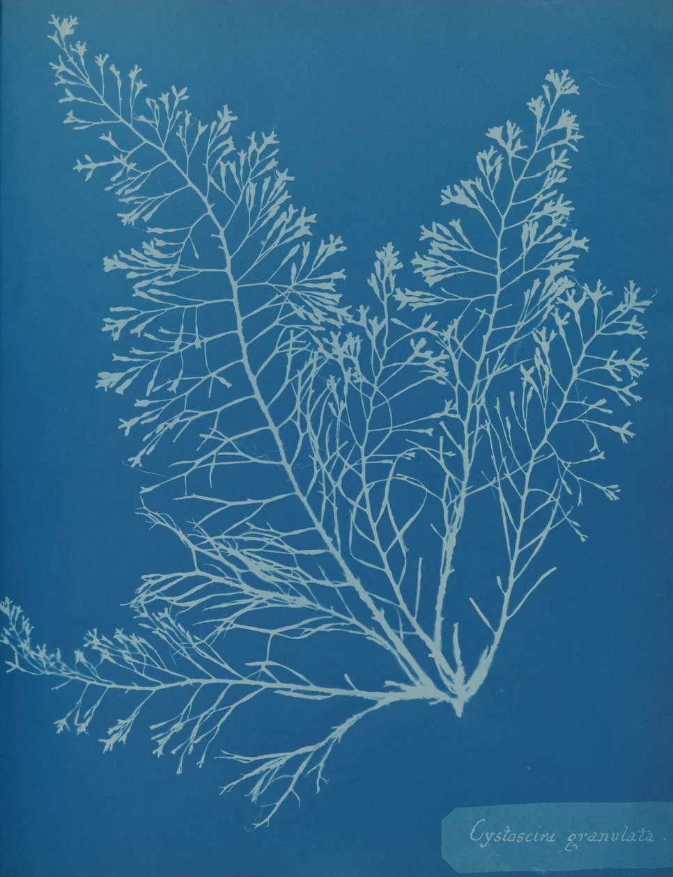 Cystoseira granulata, ca. 1853. 作者 安娜·阿特金斯（Anna Atkins）
