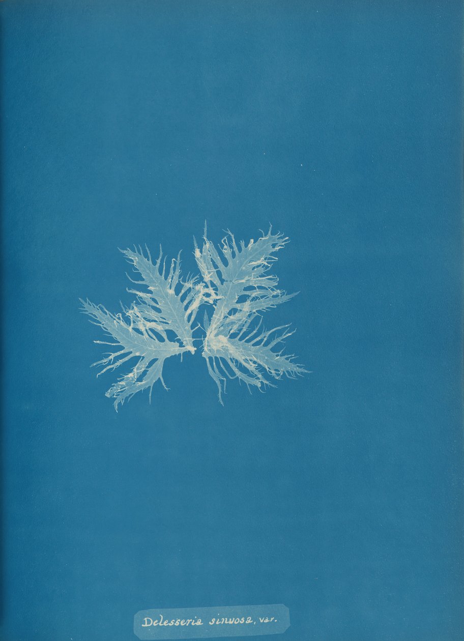 Delesseria sinvosa, var., ca. 1853. 作者 安娜·阿特金斯（Anna Atkins）