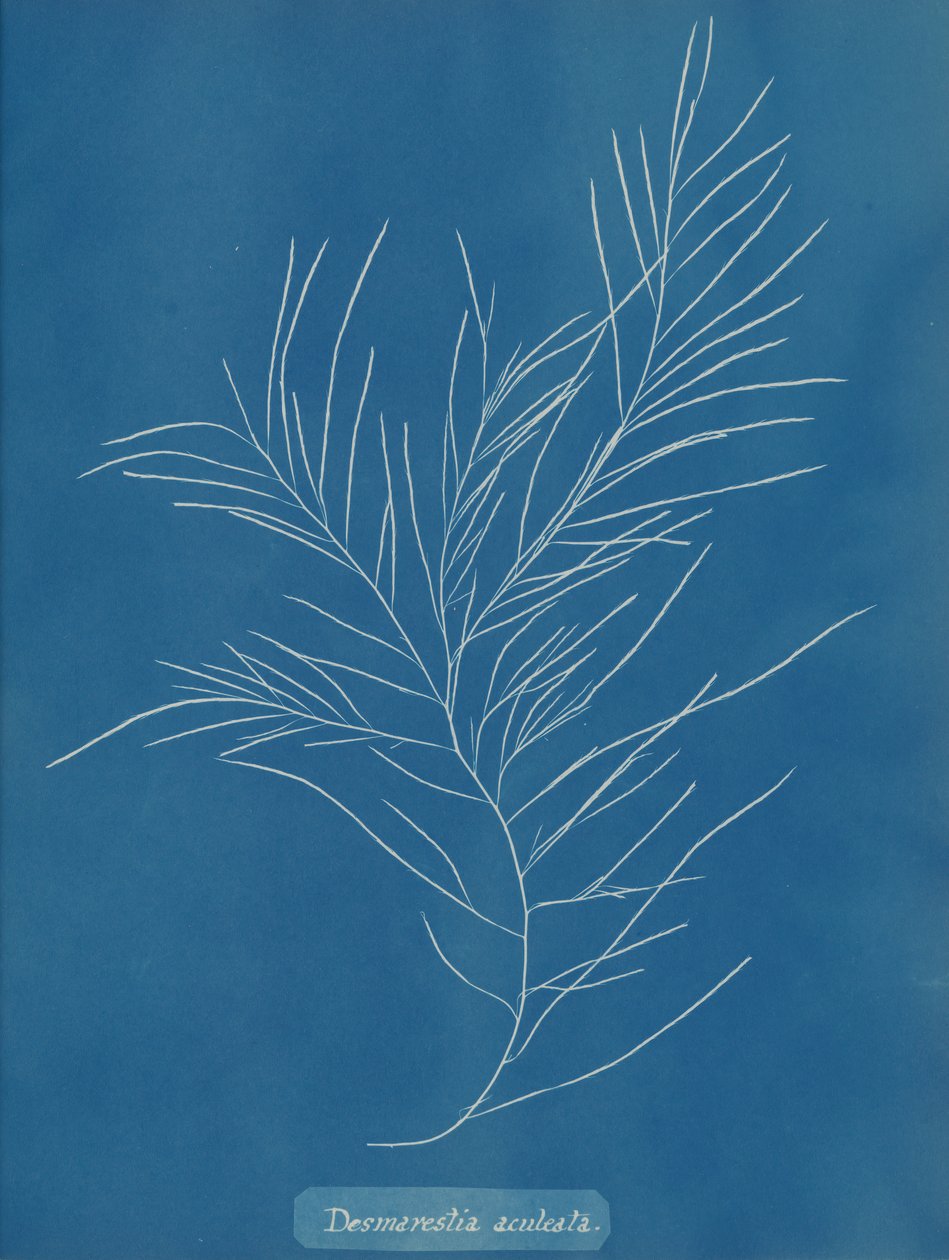 Desmarestia aculeata, ca. 1853. 作者 安娜·阿特金斯（Anna Atkins）