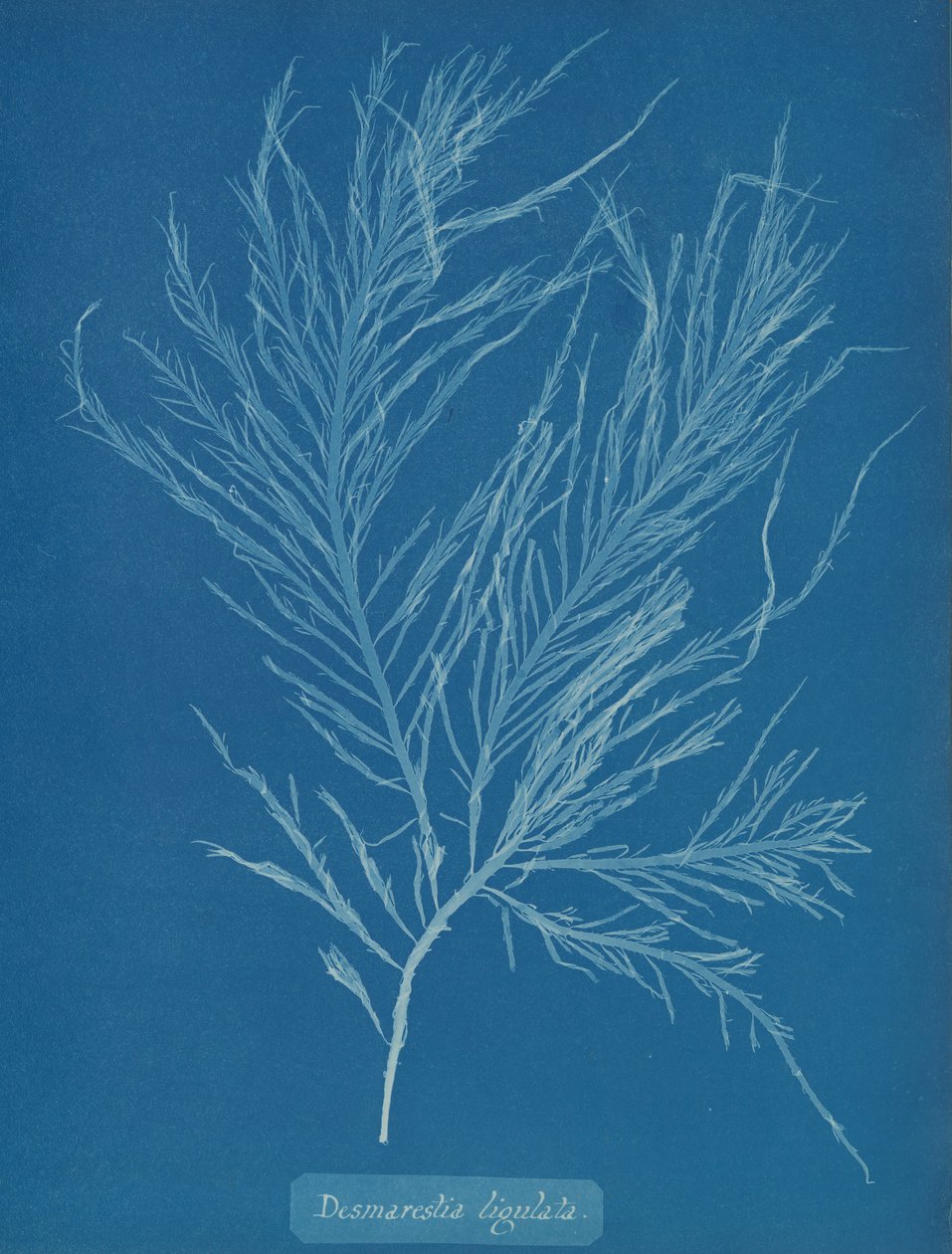 Desmarestia liqulata, ca. 1853. 作者 安娜·阿特金斯（Anna Atkins）