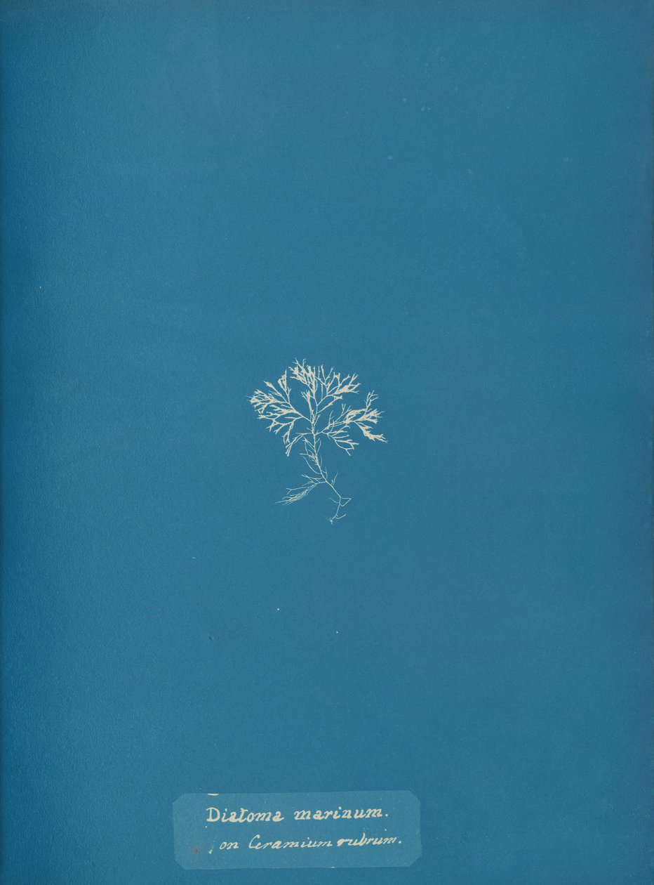 Diatoma marinum是Ceramium rubrum，约。1853. 作者 安娜·阿特金斯（Anna Atkins）