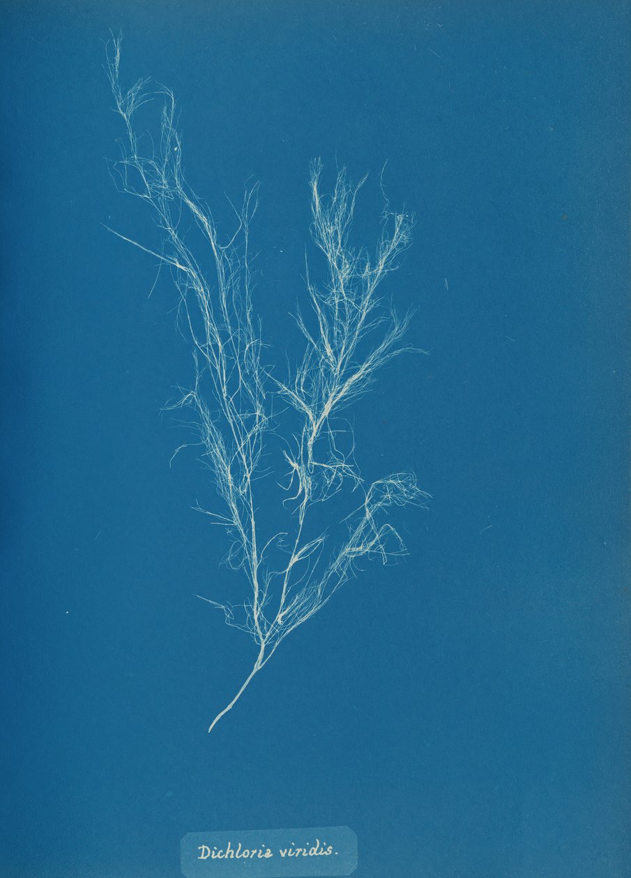 Dichloria viridis, ca. 1853. 作者 安娜·阿特金斯（Anna Atkins）