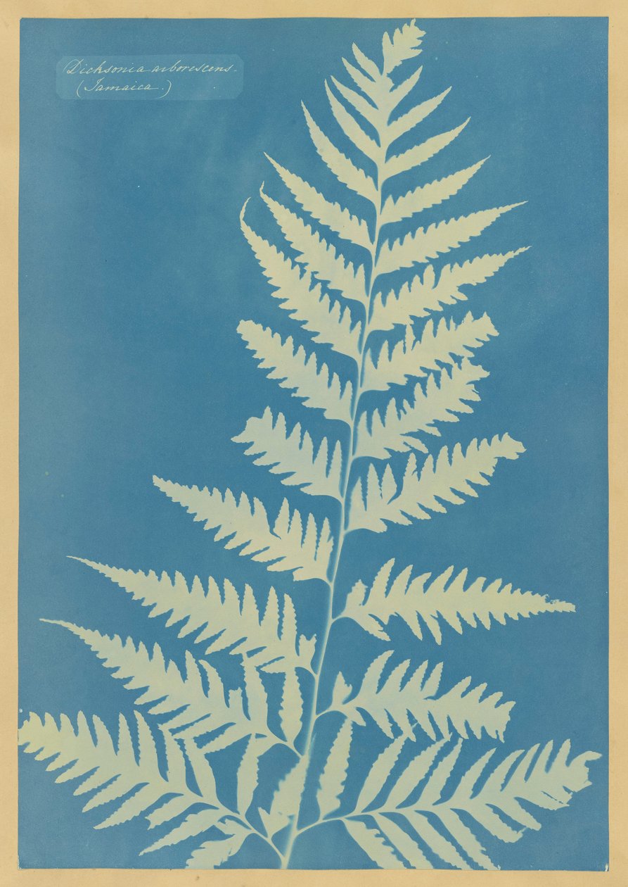 Dichsonia arborescens，牙买加 作者 安娜·阿特金斯（Anna Atkins）