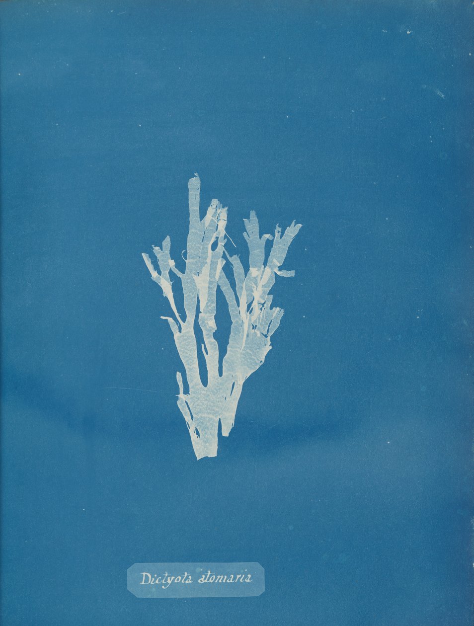 Dictyota atomaria, ca. 1853. 作者 安娜·阿特金斯（Anna Atkins）