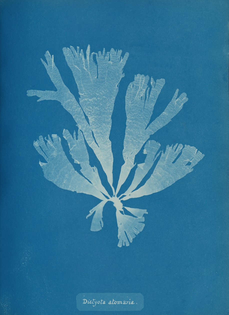 Dictyota atomaria, ca. 1853. 作者 安娜·阿特金斯（Anna Atkins）