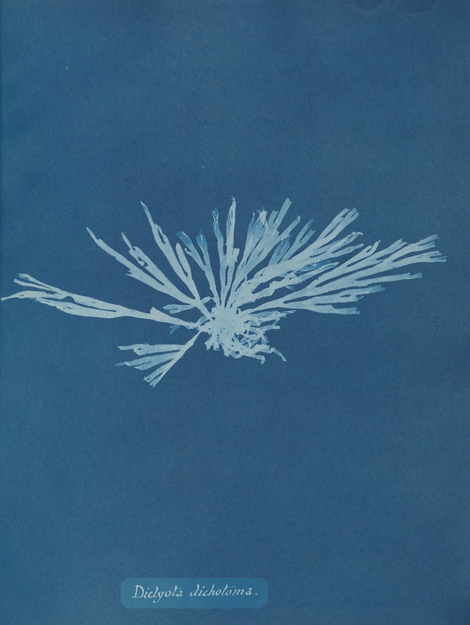 Dictyota dichotoma, ca. 1853. 作者 安娜·阿特金斯（Anna Atkins）