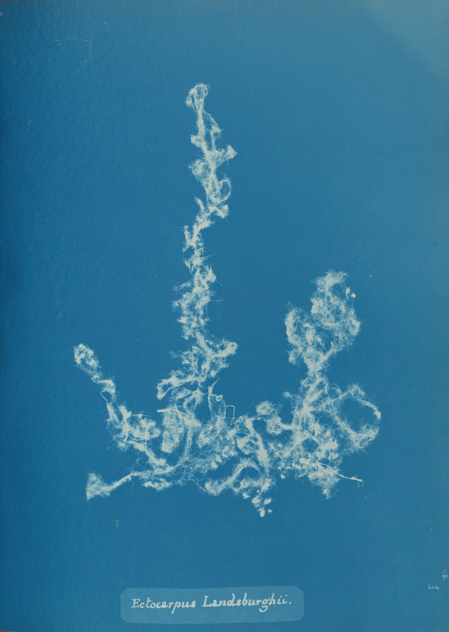 Ectocarpus Landsburghii, ca. 1853. 作者 安娜·阿特金斯（Anna Atkins）