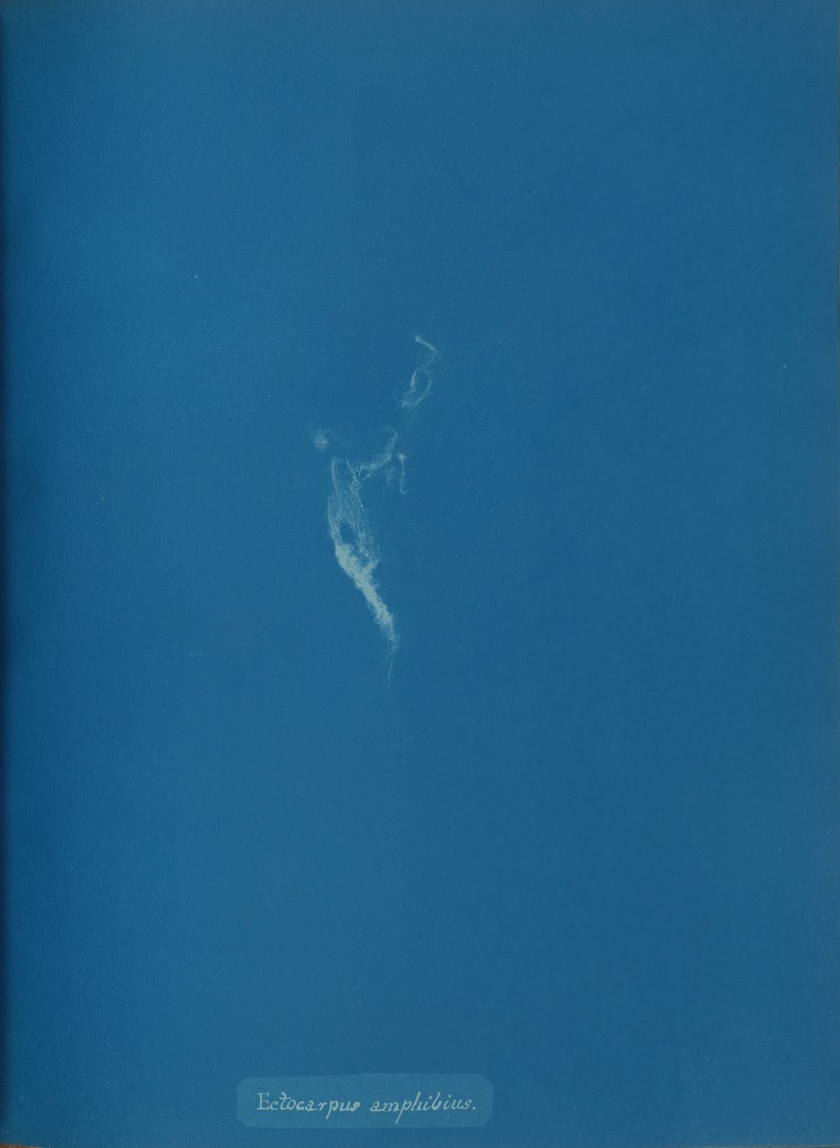 Ectocarpus amphibius, ca. 1853. 作者 安娜·阿特金斯（Anna Atkins）