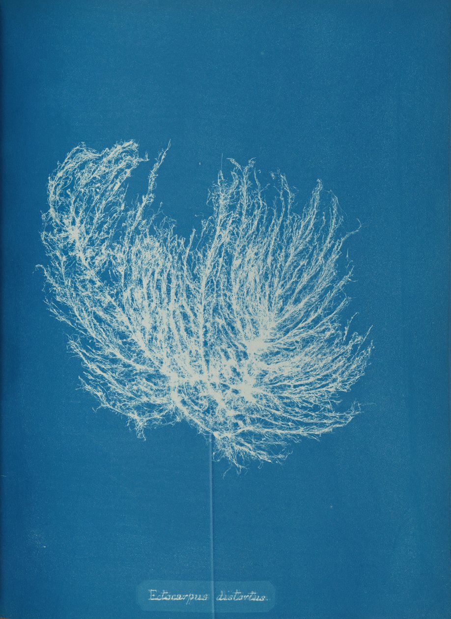 Ectocarpus distantus, ca. 1853. 作者 安娜·阿特金斯（Anna Atkins）