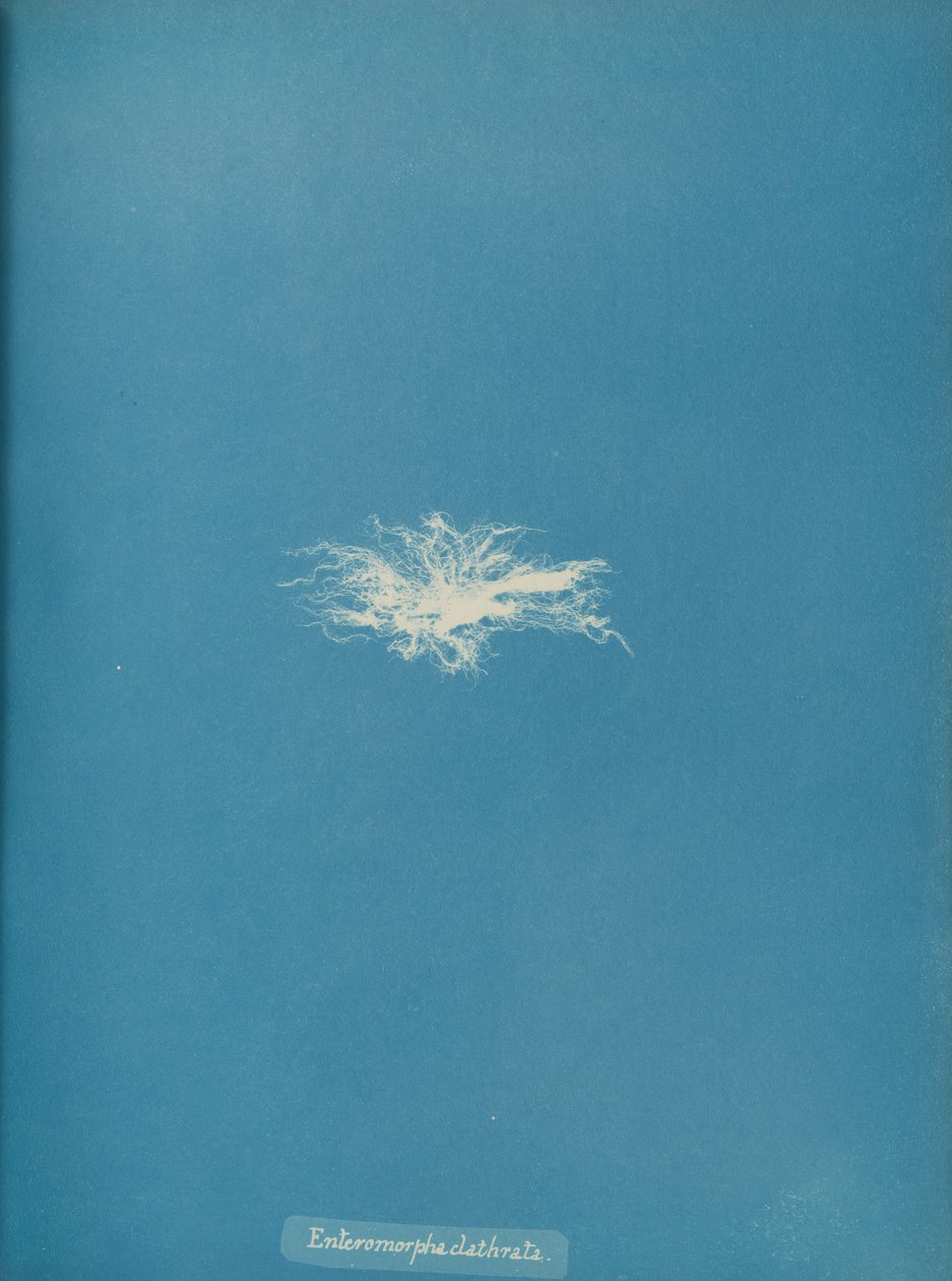Enteromorpha clathrata, ca. 1853. 作者 安娜·阿特金斯（Anna Atkins）