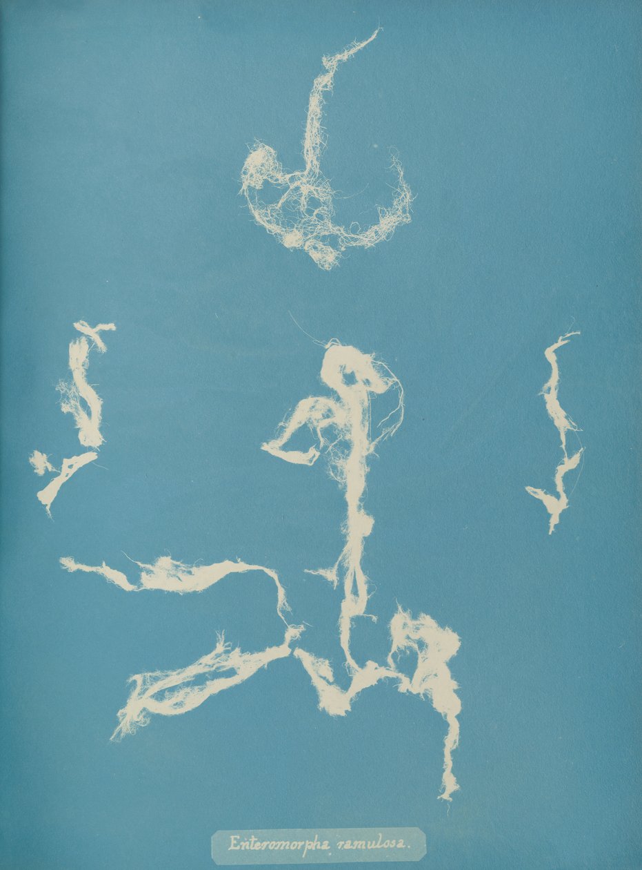 Enteromorpha ramulosa，约1853年。 作者 安娜·阿特金斯（Anna Atkins）