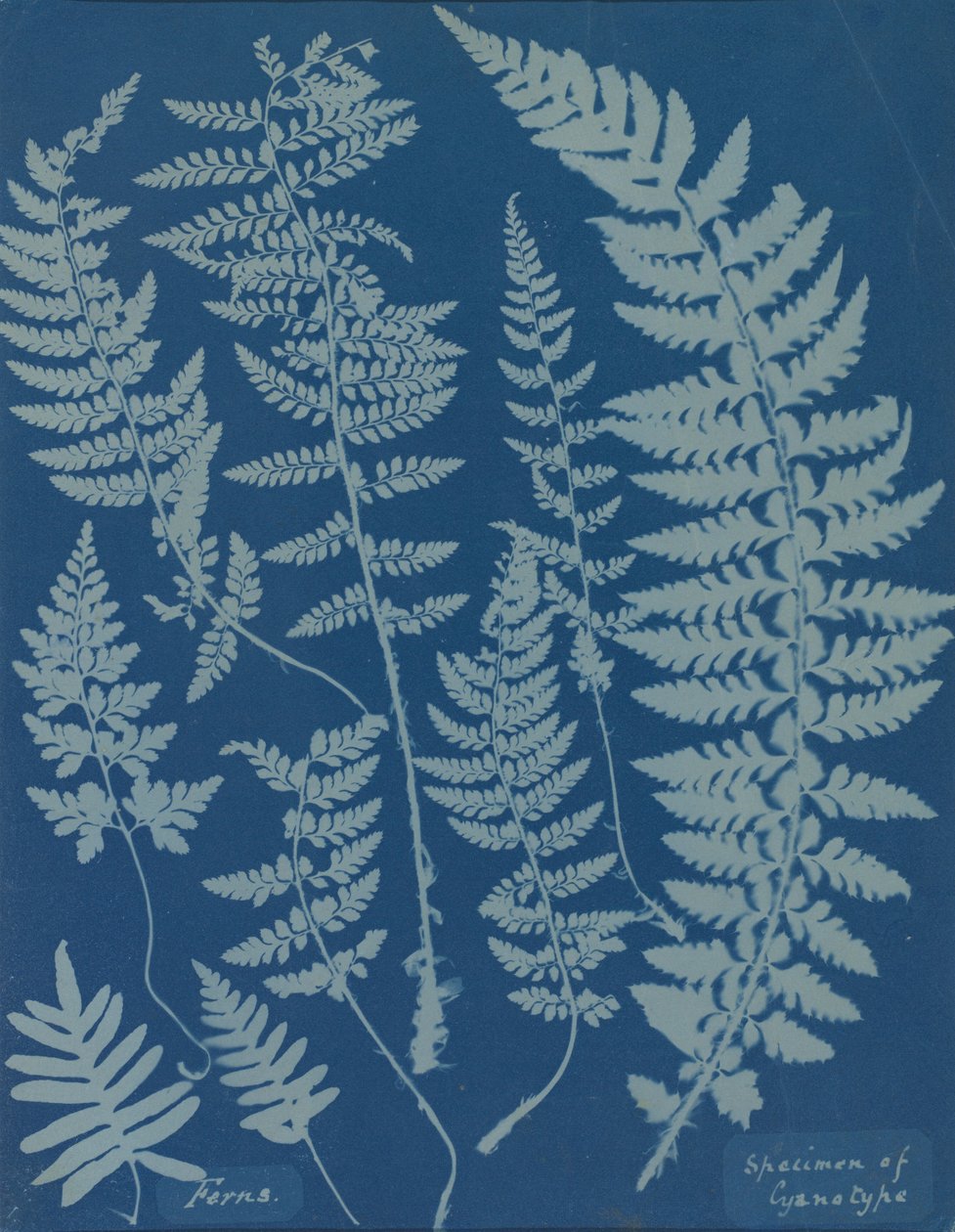 蕨类植物。青花瓷标本 作者 安娜·阿特金斯（Anna Atkins）