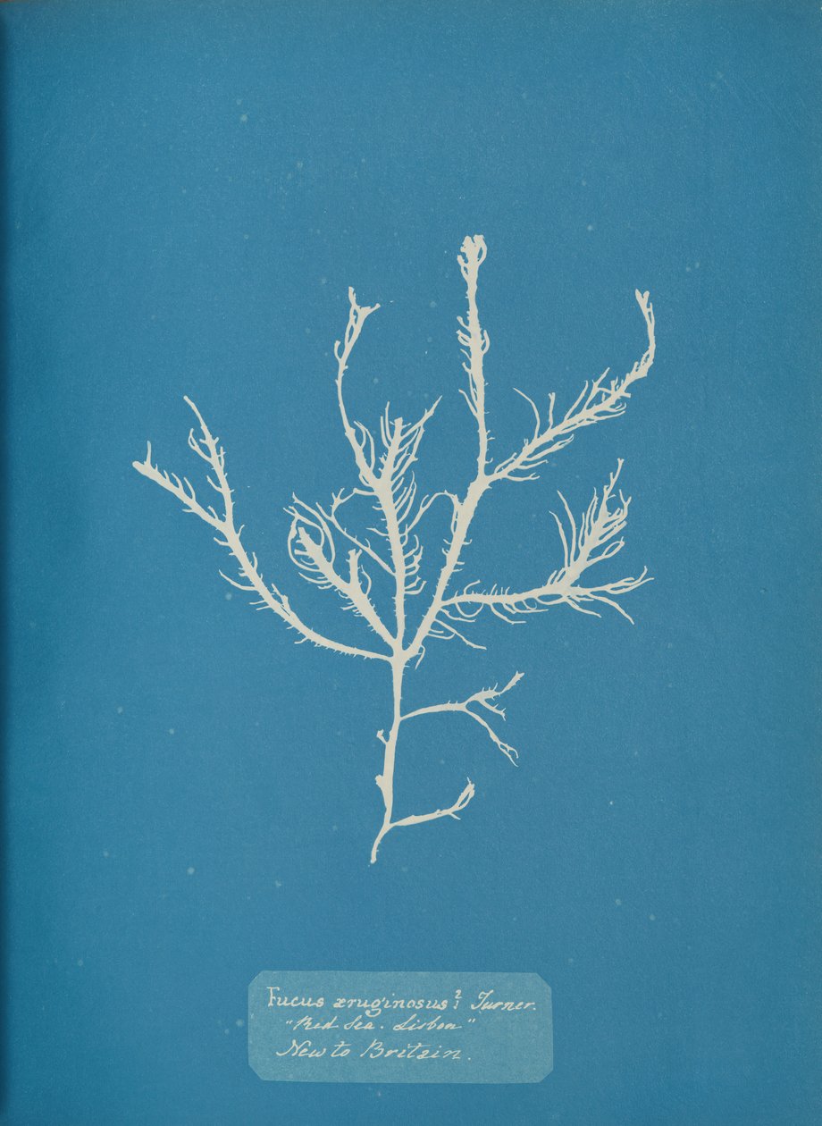 Fucus æruginosus Turner.医学。Sea Sisbon New to Britain, c. 1853. 作者 安娜·阿特金斯（Anna Atkins）