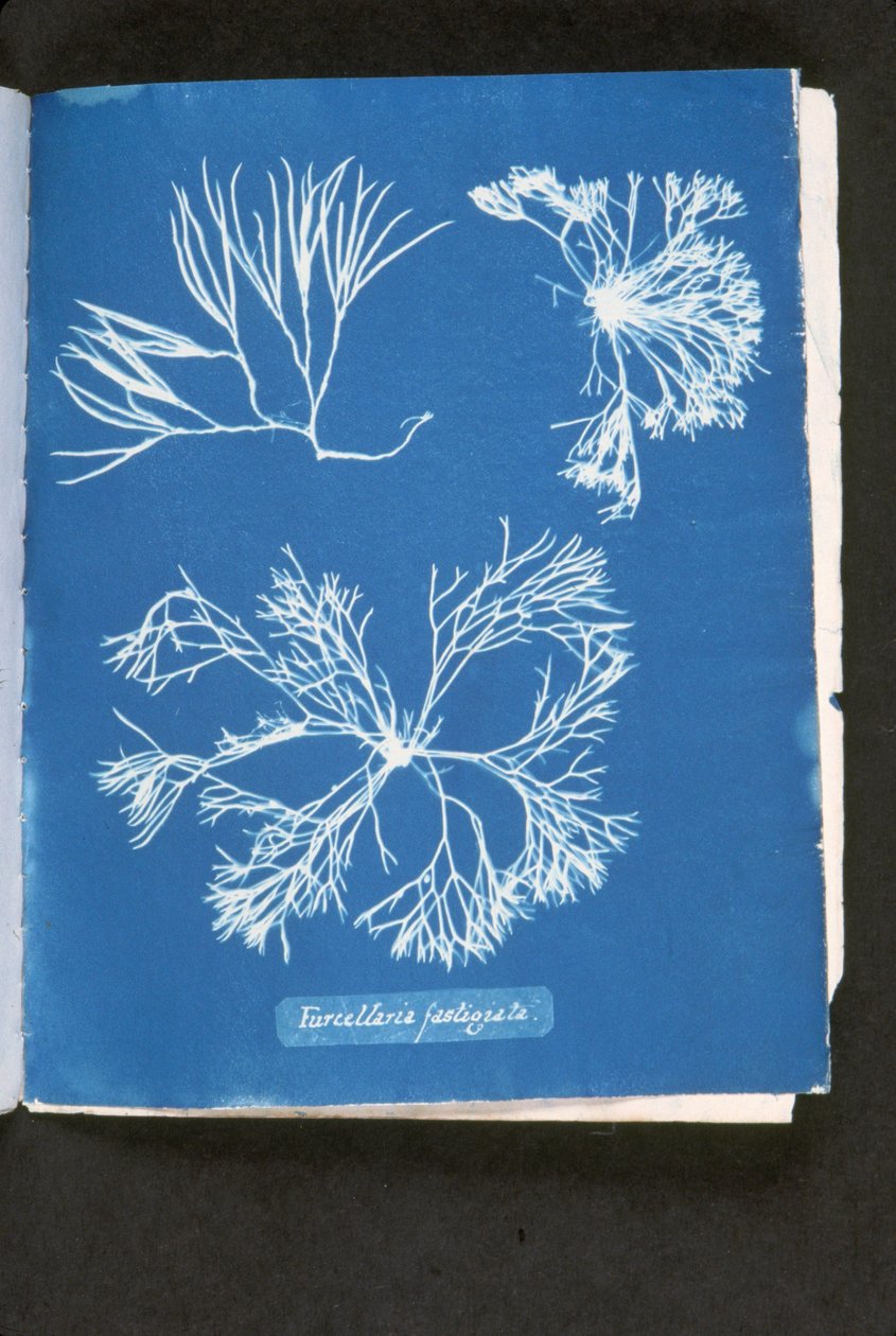 Furcelleria fastigiata，来自《英国藻类照片》。青色印象"，1843-53年出版（青色照片）。 作者 安娜·阿特金斯（Anna Atkins）