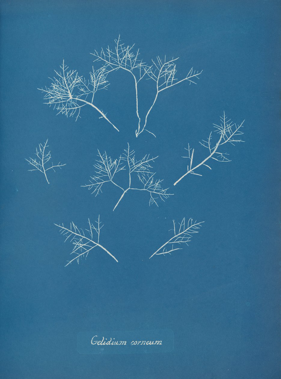 Gelidium corneum, ca. 1853. 作者 安娜·阿特金斯（Anna Atkins）