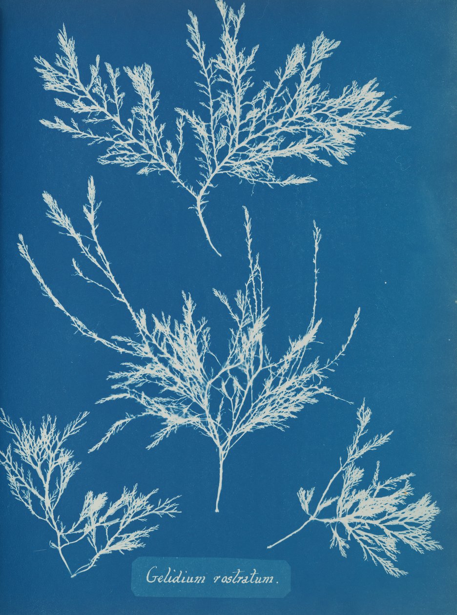Gelidium rostratum, ca. 1853. 作者 安娜·阿特金斯（Anna Atkins）