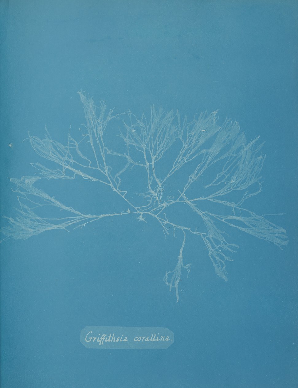 Griffithsia corallina, ca. 1853. 作者 安娜·阿特金斯（Anna Atkins）