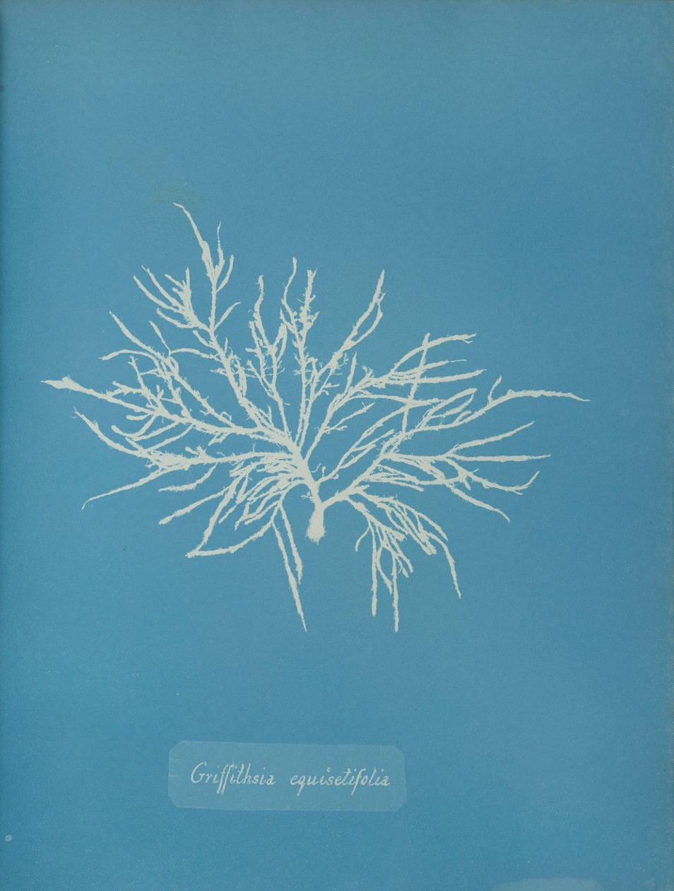 Griffithsia equisetifolia, ca. 1853. 作者 安娜·阿特金斯（Anna Atkins）