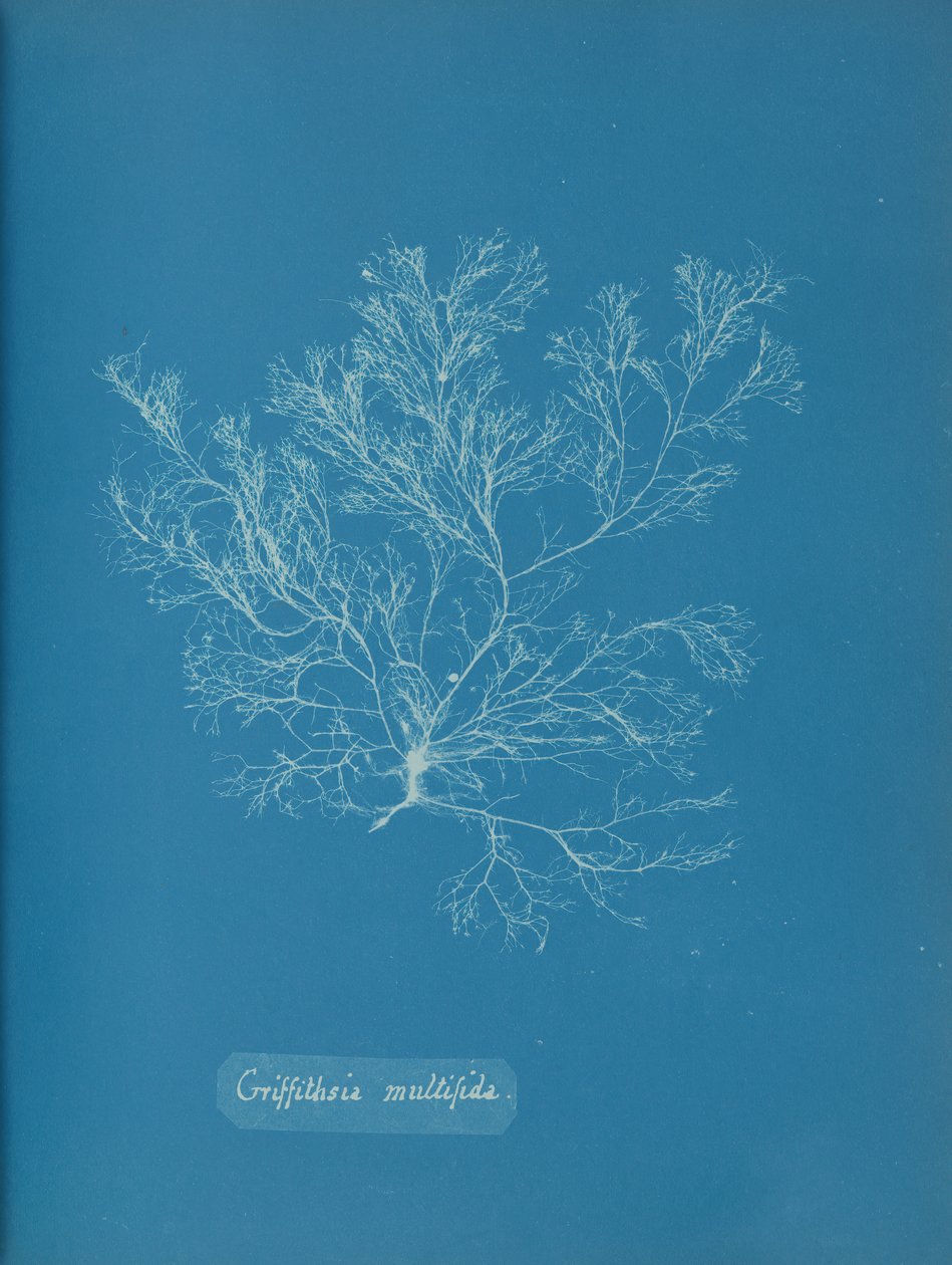 Griffithsia multifida, 约1853年。 作者 安娜·阿特金斯（Anna Atkins）
