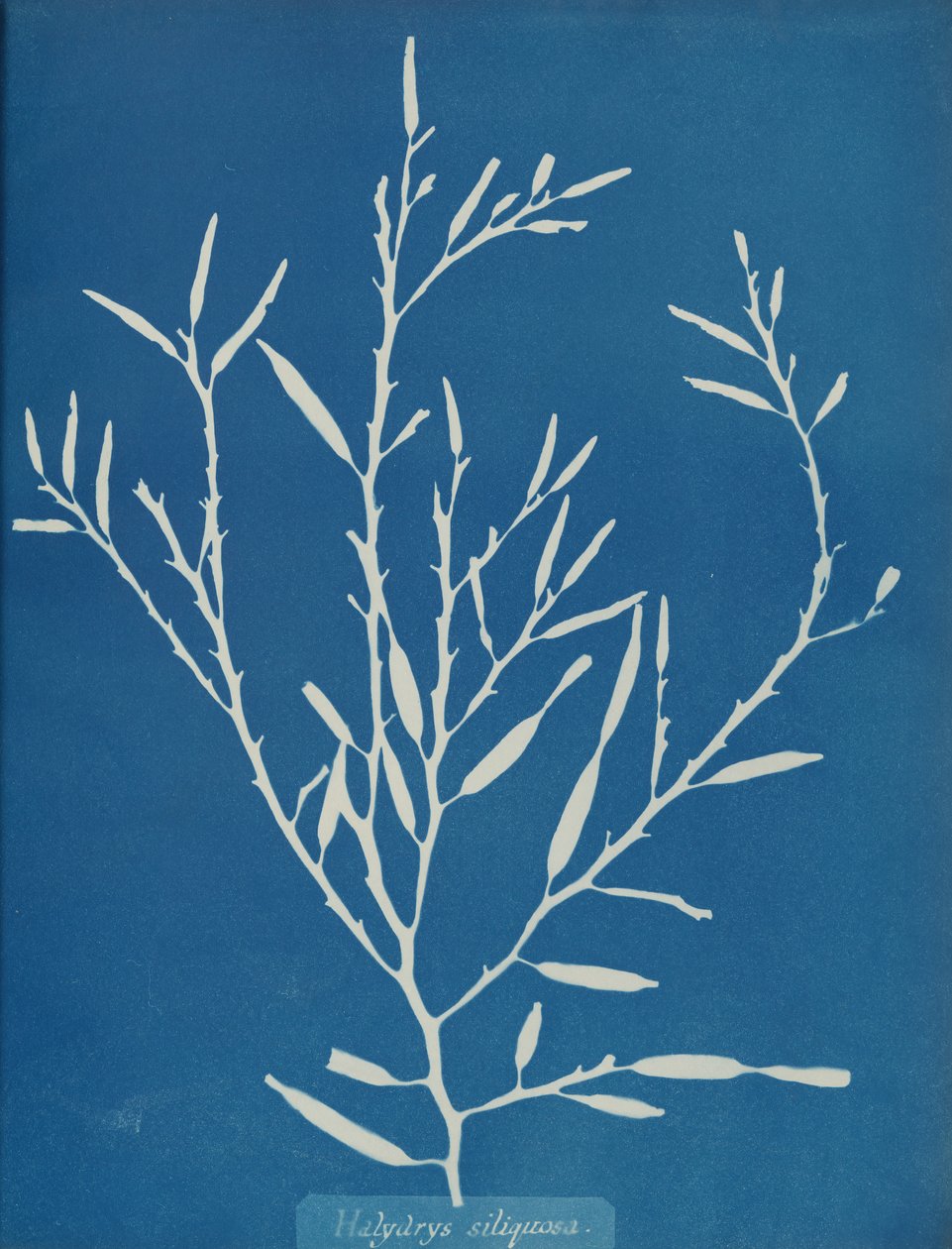 Halydrys siliquosa, c. 1853. 作者 安娜·阿特金斯（Anna Atkins）