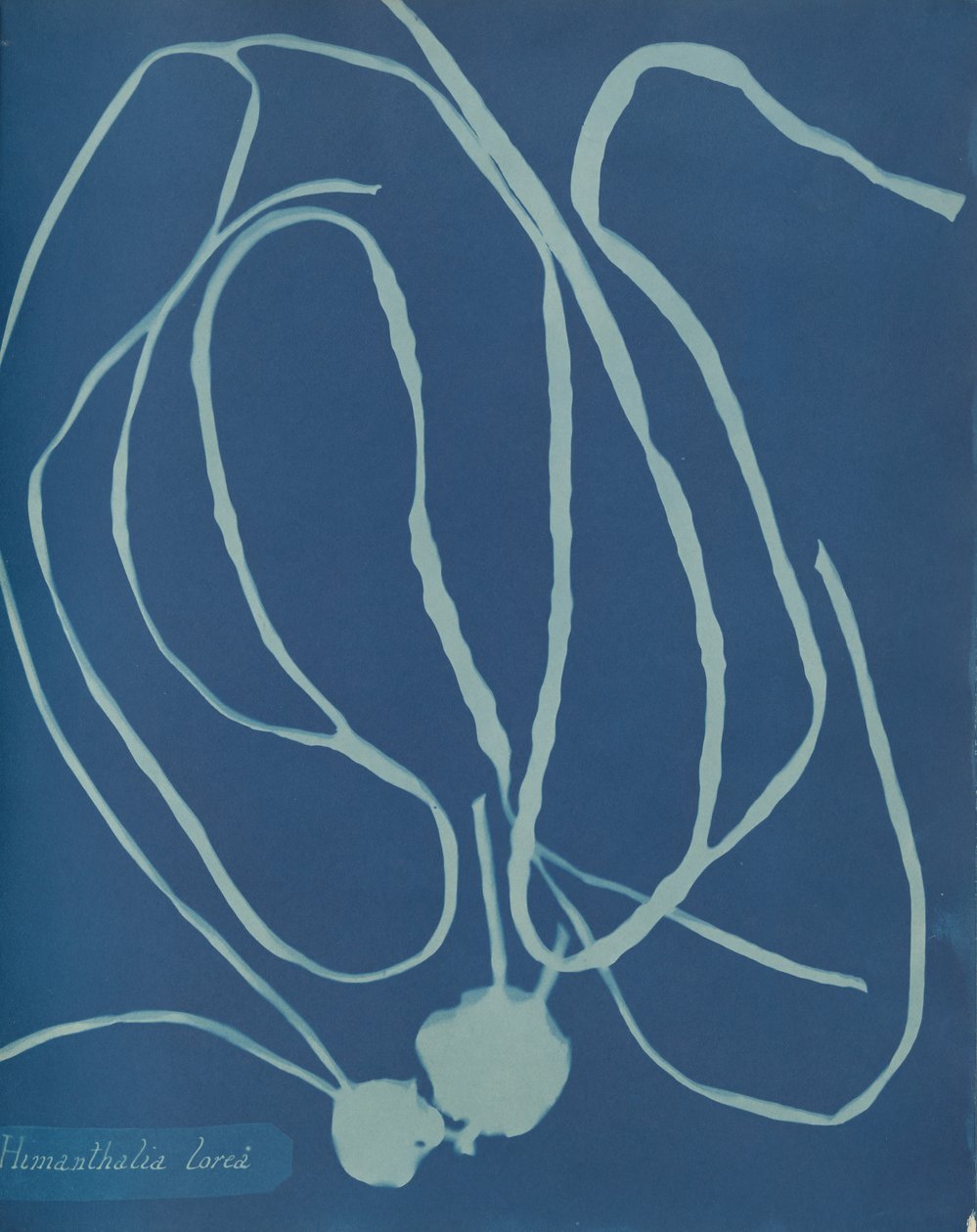 Himanthalia lorea, ca. 1853. 作者 安娜·阿特金斯（Anna Atkins）
