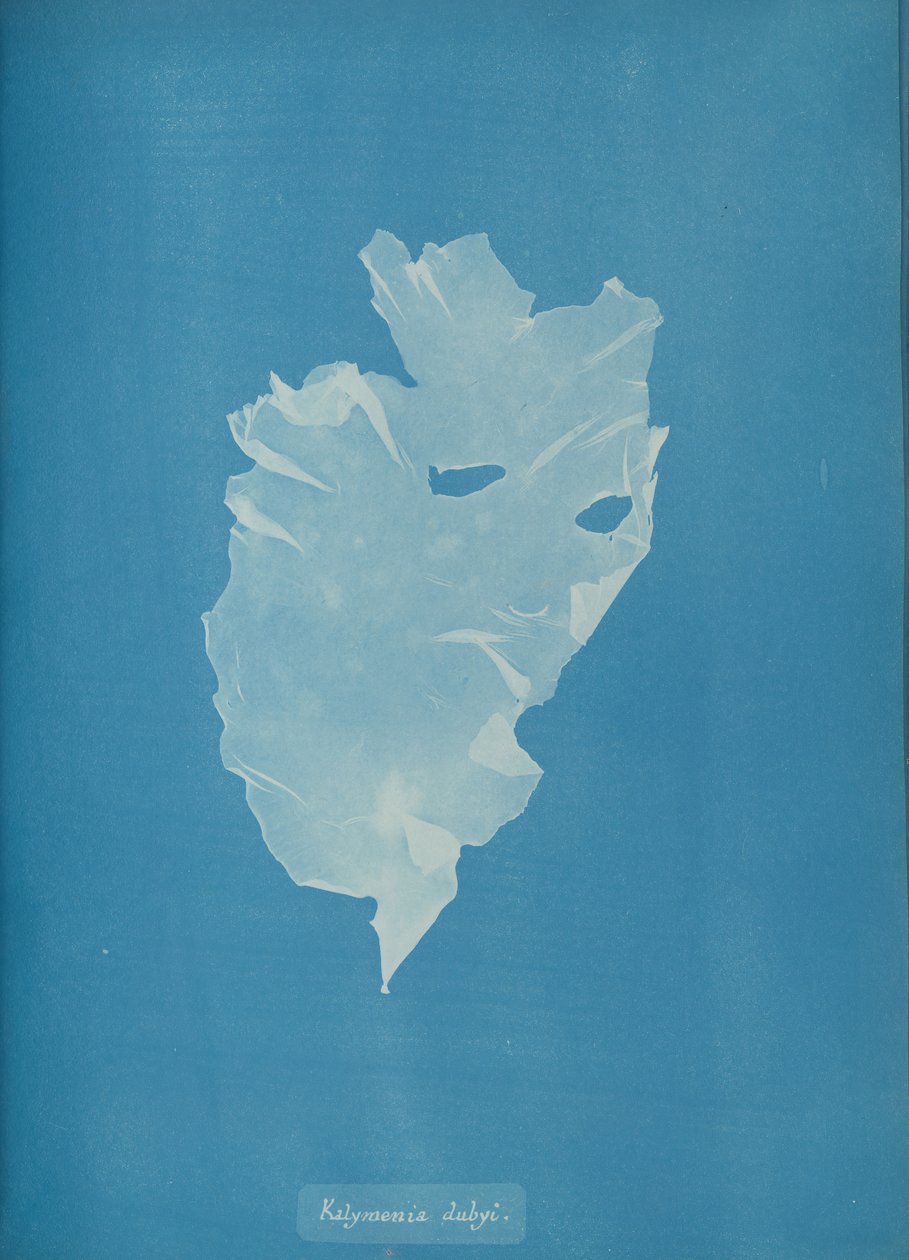 Kalymenia dubyi, ca. 1853. 作者 安娜·阿特金斯（Anna Atkins）
