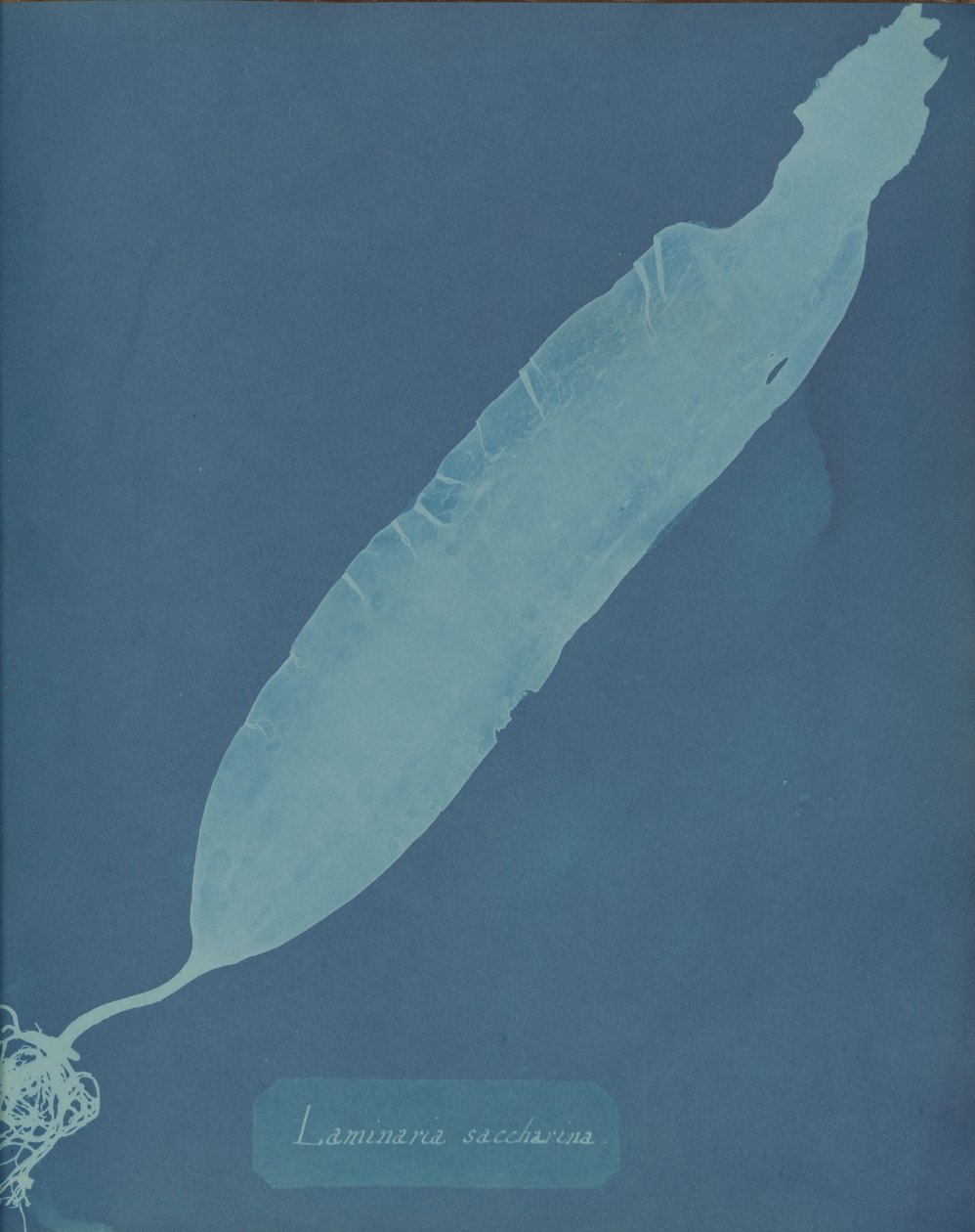 Laminaria saccharina, ca. 1853. 作者 安娜·阿特金斯（Anna Atkins）