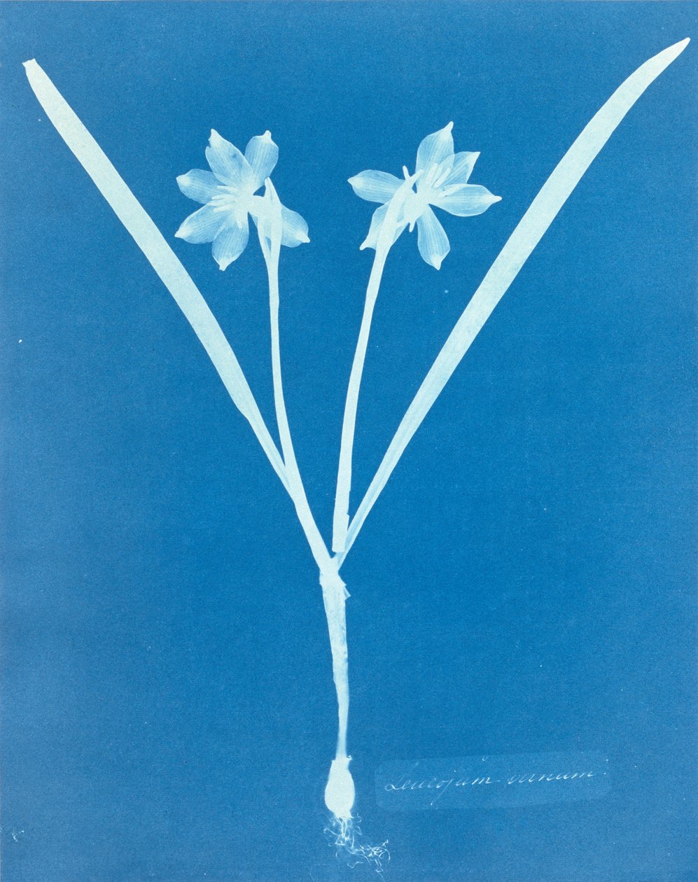 安娜-阿特金斯的Leucojam Varium作品 作者 安娜·阿特金斯（Anna Atkins）