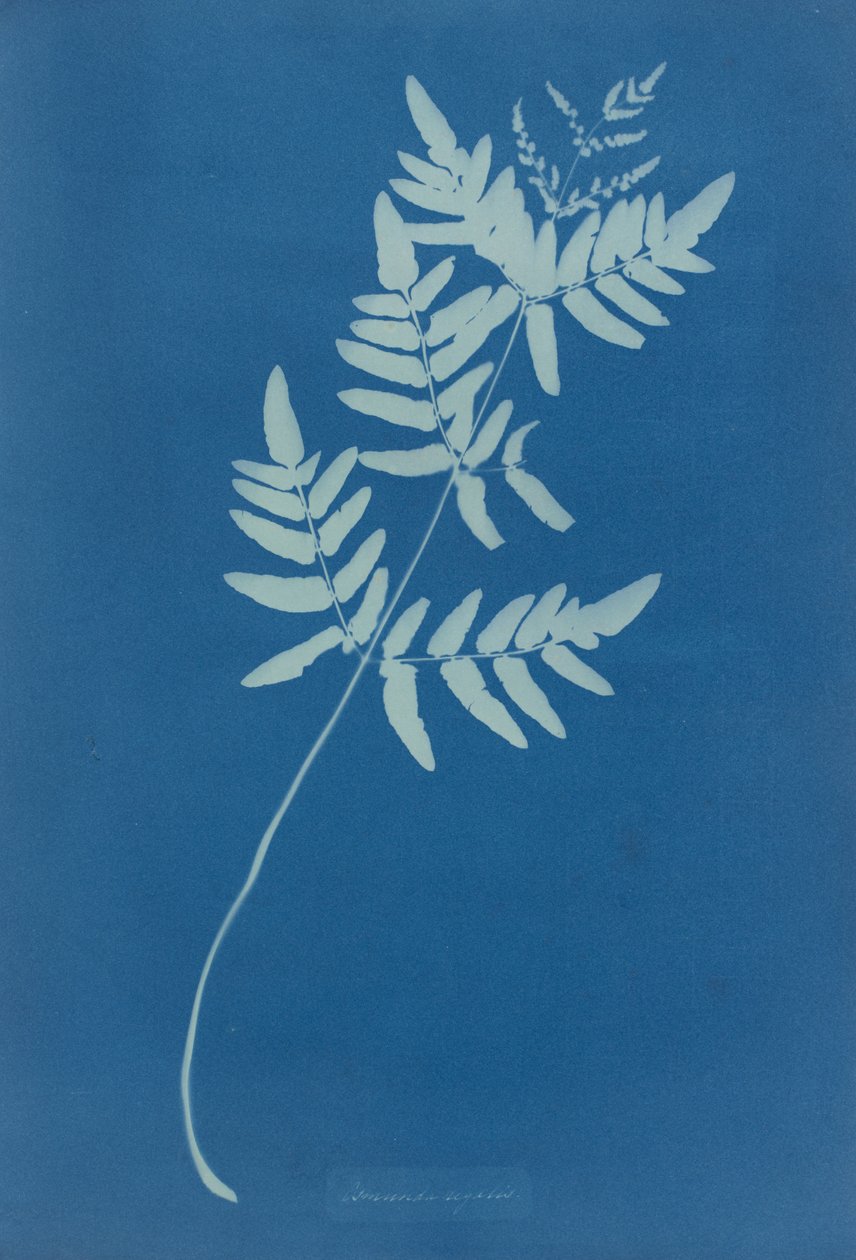 Osmunda Rigalis (澳大利亚) 作者 安娜·阿特金斯（Anna Atkins）