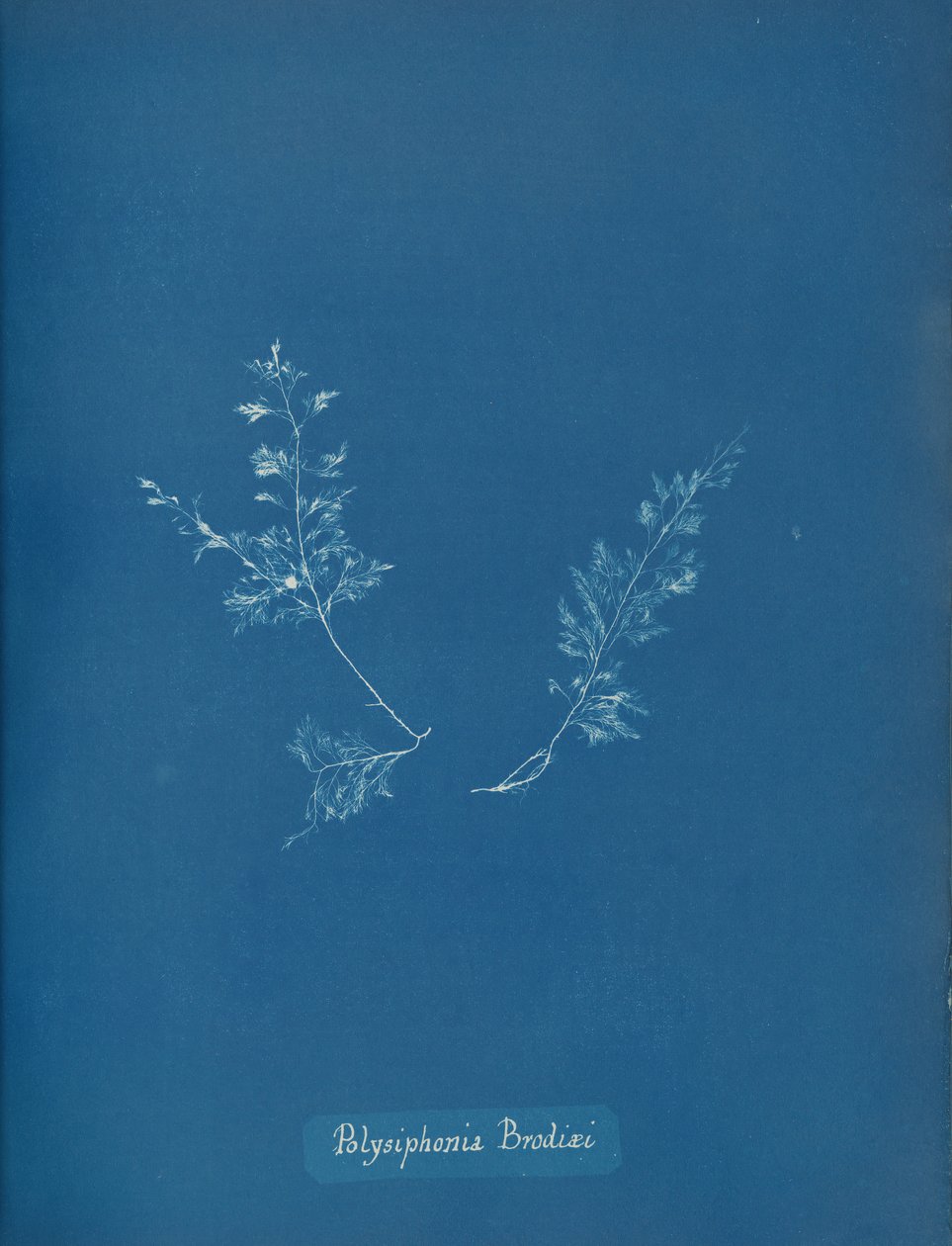 Polysiphonia Brodiæi, ca. 1853. 作者 安娜·阿特金斯（Anna Atkins）