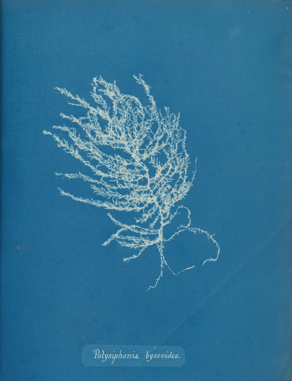 Polysiphonia byssoides，约1853年。 作者 安娜·阿特金斯（Anna Atkins）