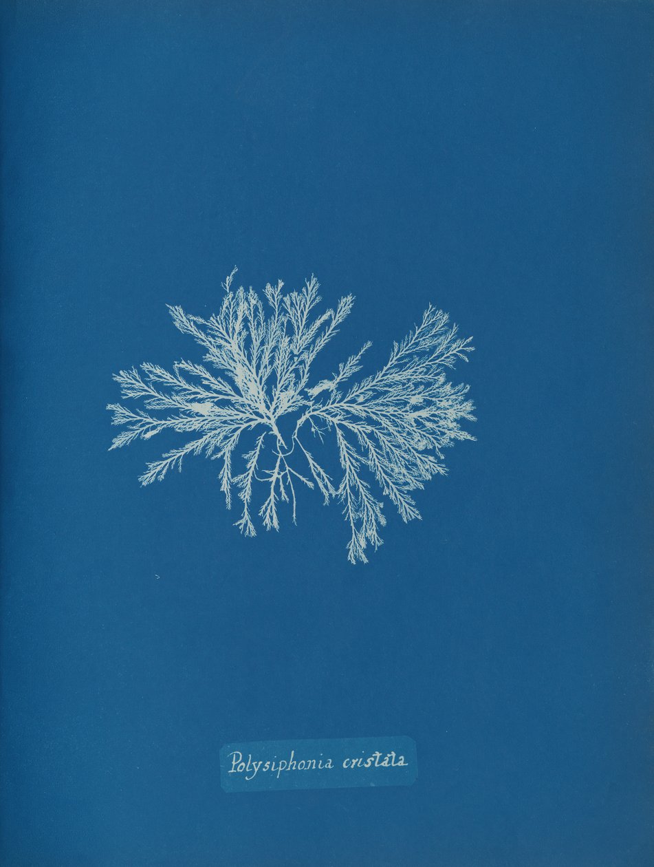 Polysiphonia cristata, ca. 1853. 作者 安娜·阿特金斯（Anna Atkins）