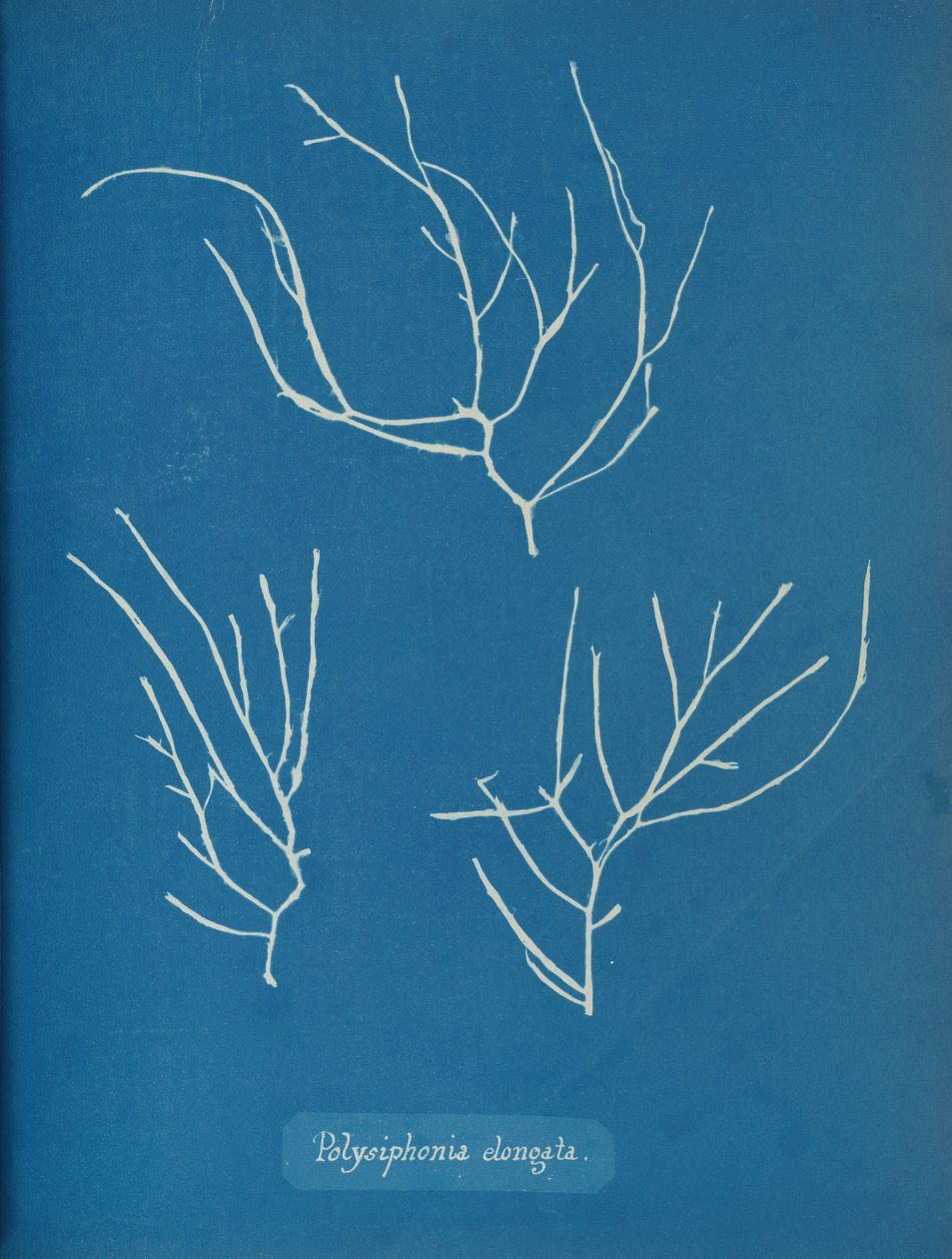 Polysiphonia elongata，约1853年。 作者 安娜·阿特金斯（Anna Atkins）