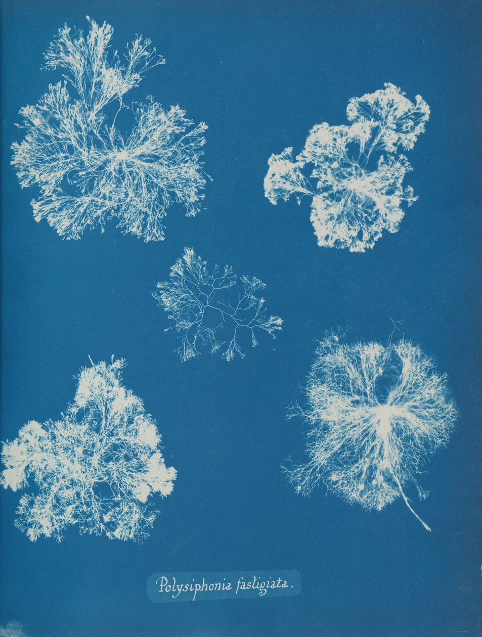 Polysiphonia fastigiata, ca. 1853. 作者 安娜·阿特金斯（Anna Atkins）