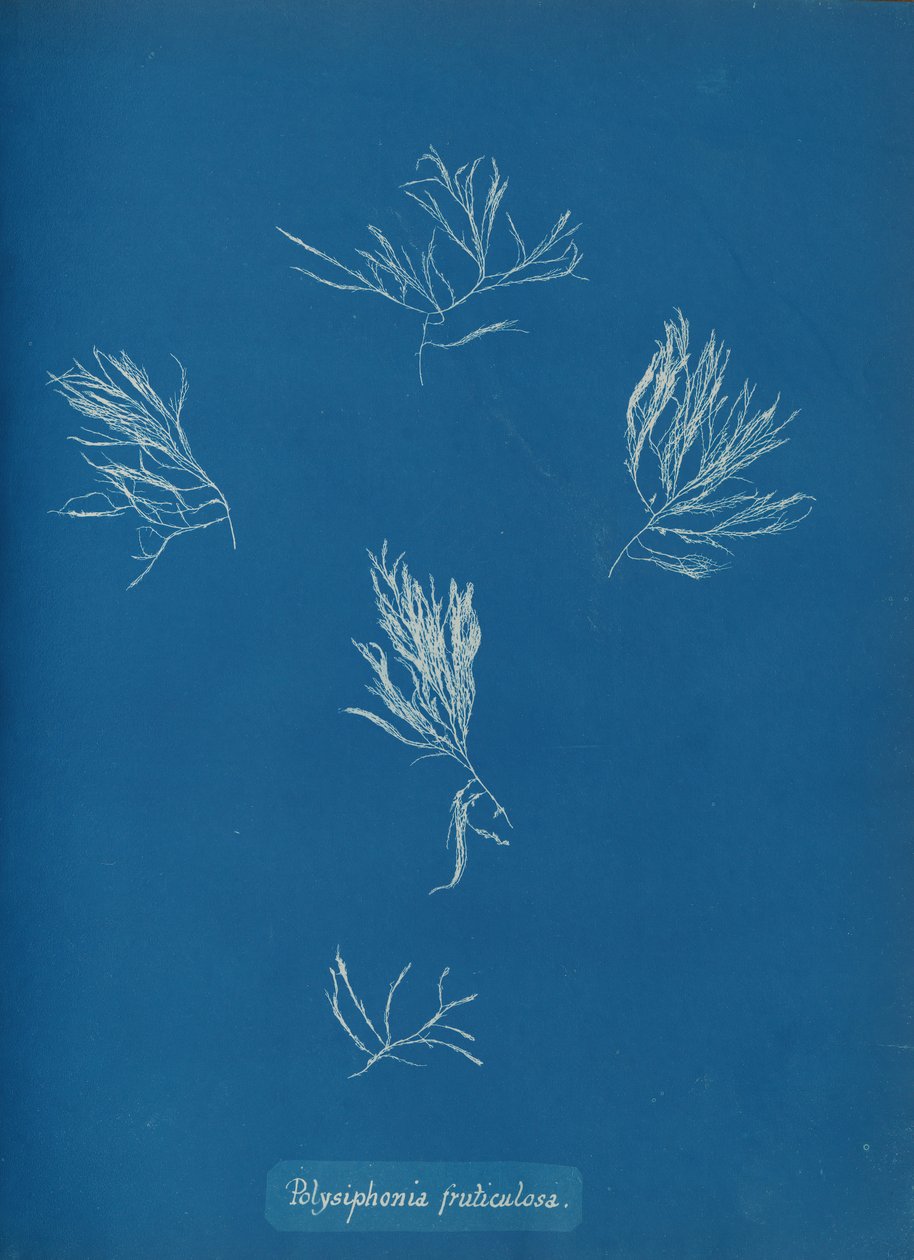 Polysiphonia fruticulosa，约1853年。 作者 安娜·阿特金斯（Anna Atkins）