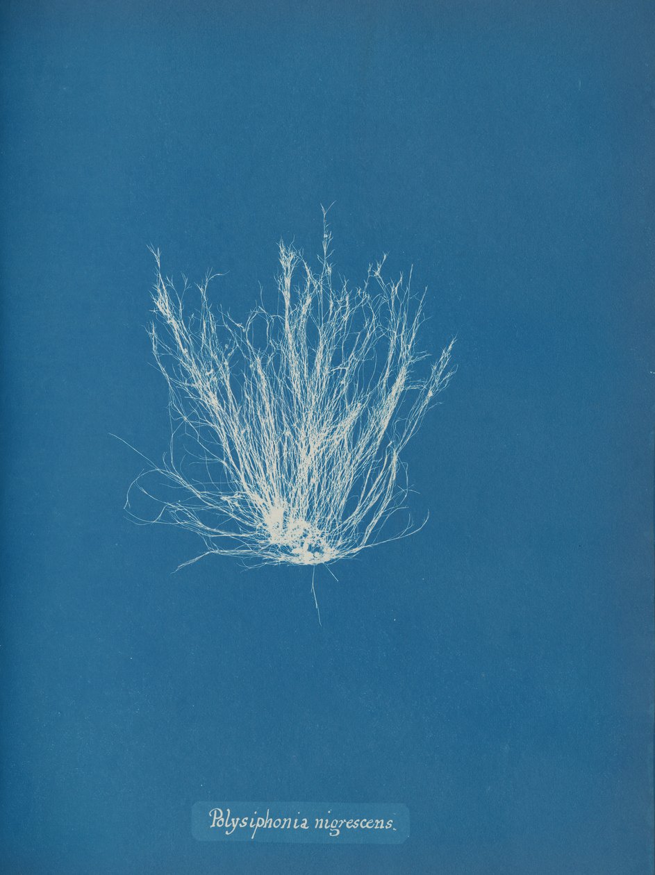 Polysiphonia nigrescens，约1853年。 作者 安娜·阿特金斯（Anna Atkins）