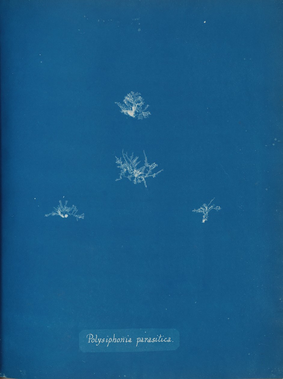 Polysiphonia parasitica, ca. 1853. 作者 安娜·阿特金斯（Anna Atkins）