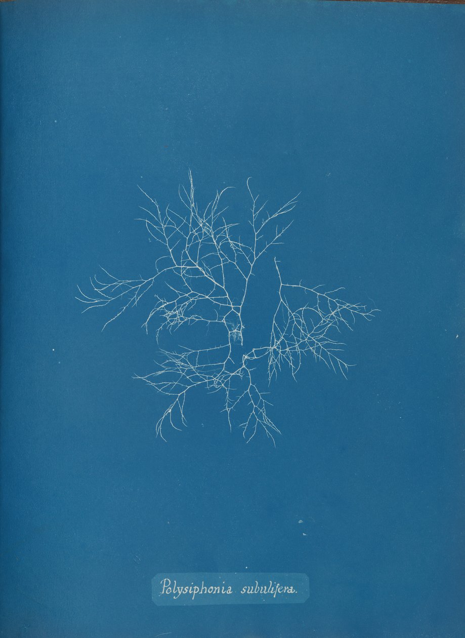 Polysiphonia subulifera，约1853年。 作者 安娜·阿特金斯（Anna Atkins）