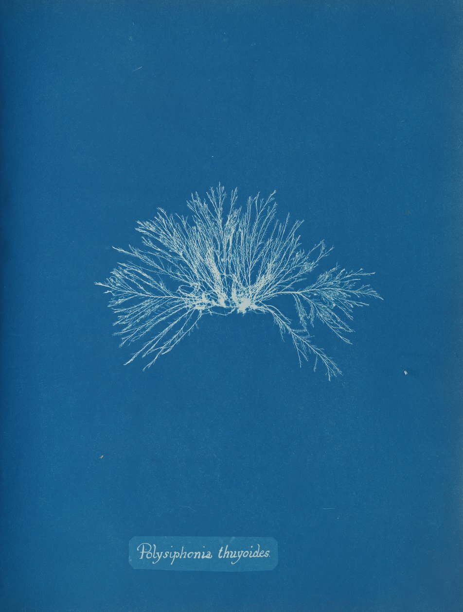 Polysiphonia thuyoides，约1853年。 作者 安娜·阿特金斯（Anna Atkins）