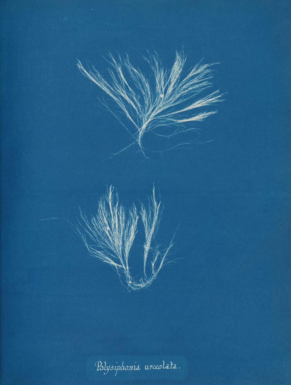 Polysiphonia urceolata，约1853年。 作者 安娜·阿特金斯（Anna Atkins）