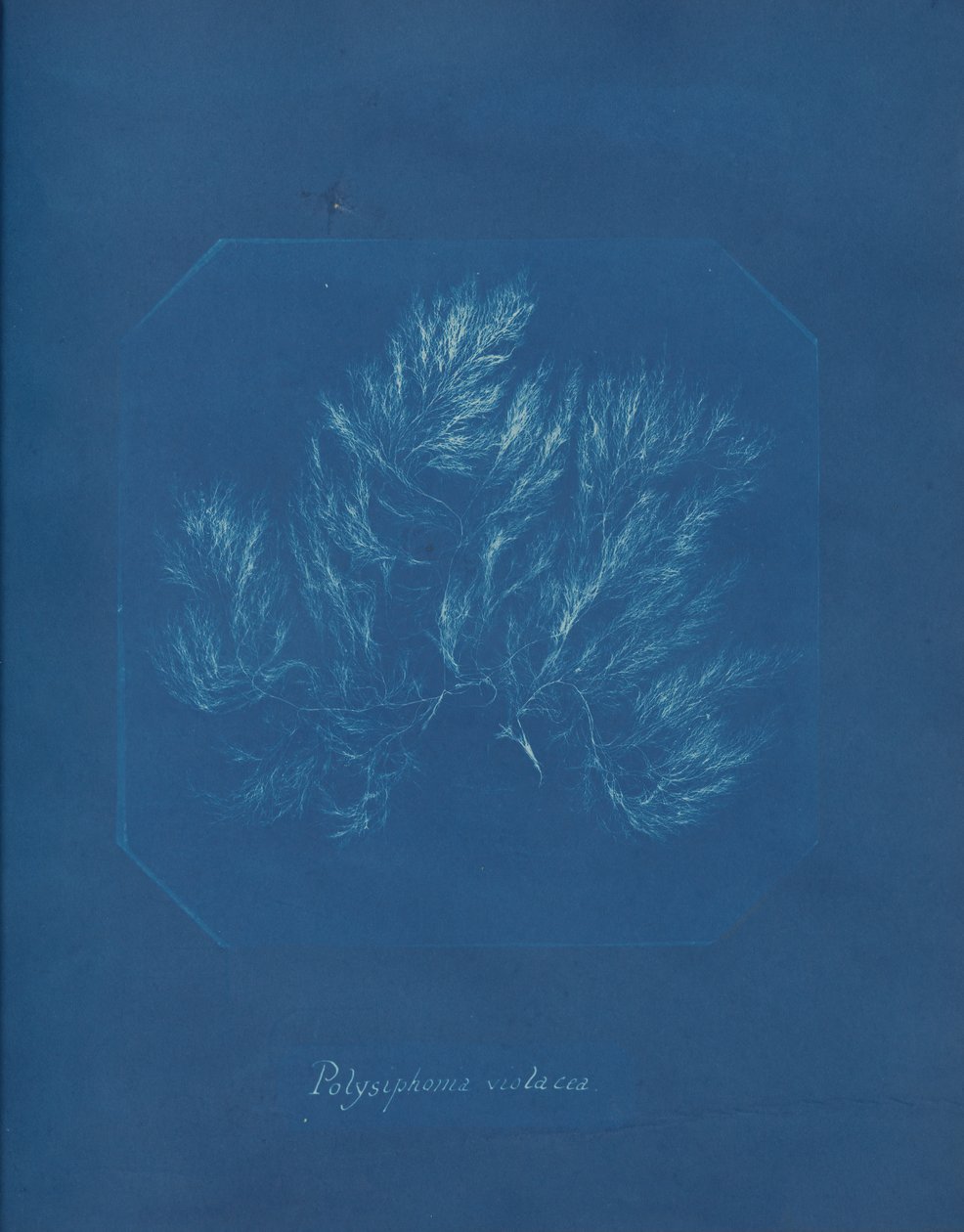 Polysiphonia violacea, ca. 1853. 作者 安娜·阿特金斯（Anna Atkins）